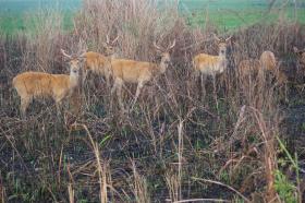 thumbs/fauna-Swap Deer Stag at Kaziranga2.jpg.jpg